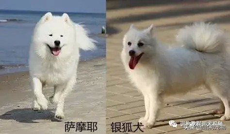 银狐犬和萨摩耶有什么区别？