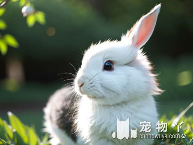 佛山年内有望出台法规，管理和规范养犬行为，此前该市男子因自家贵宾犬被咬死，将肇事金毛犬打死被刑拘。你